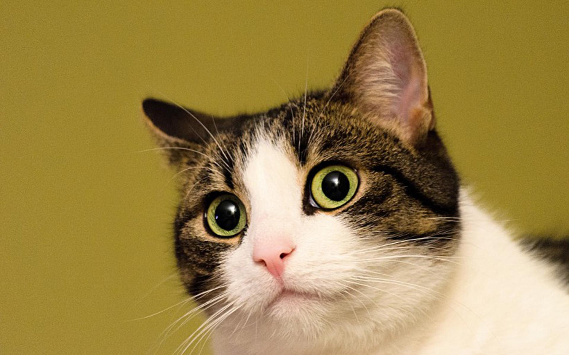 小提琴故鄉的興盛與衰落（1）:從古典到晚期的克雷莫納