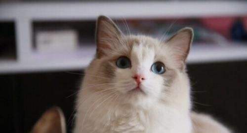 給想學小提琴朋友的個人建議